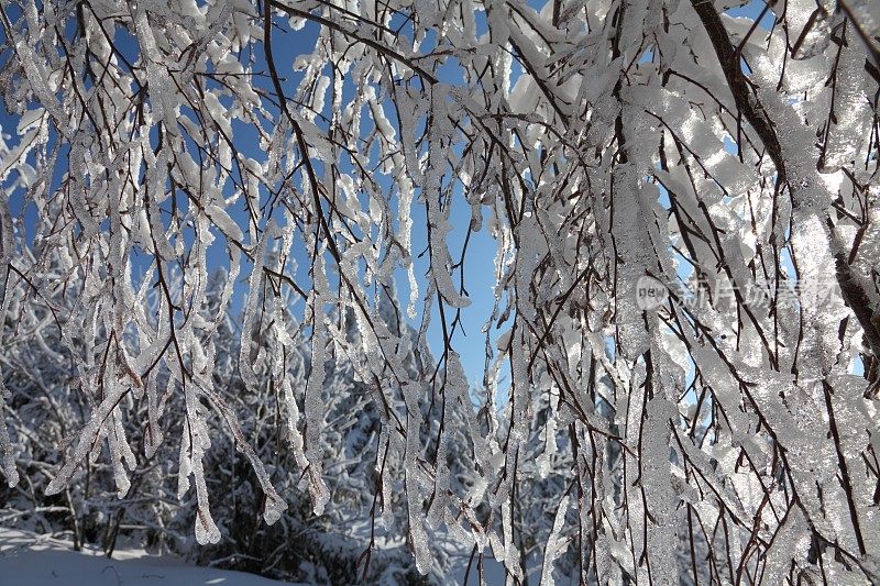 冬天的风景与雪在黑森林