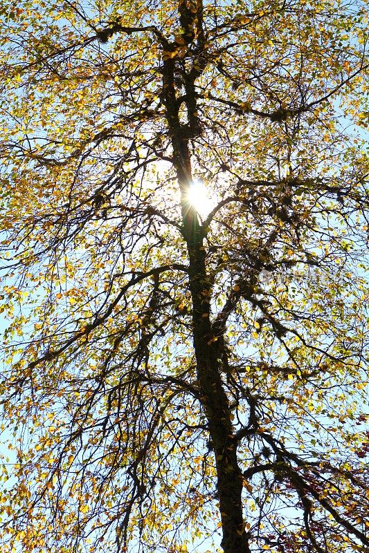秋天的桦树与背光