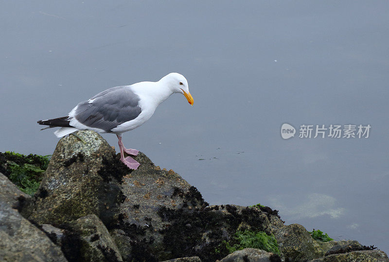 西部黄金