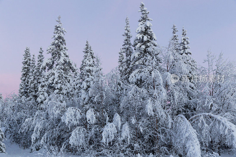 冬季日出的北极雪林景观