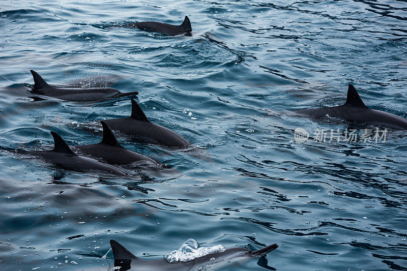 夏威夷海岸的宽吻海豚