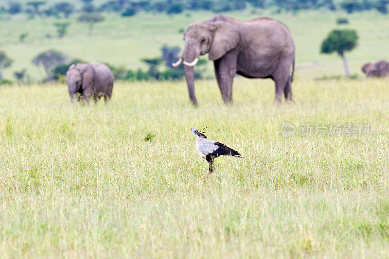 野生秘书鸟在非洲大草原上对抗大象