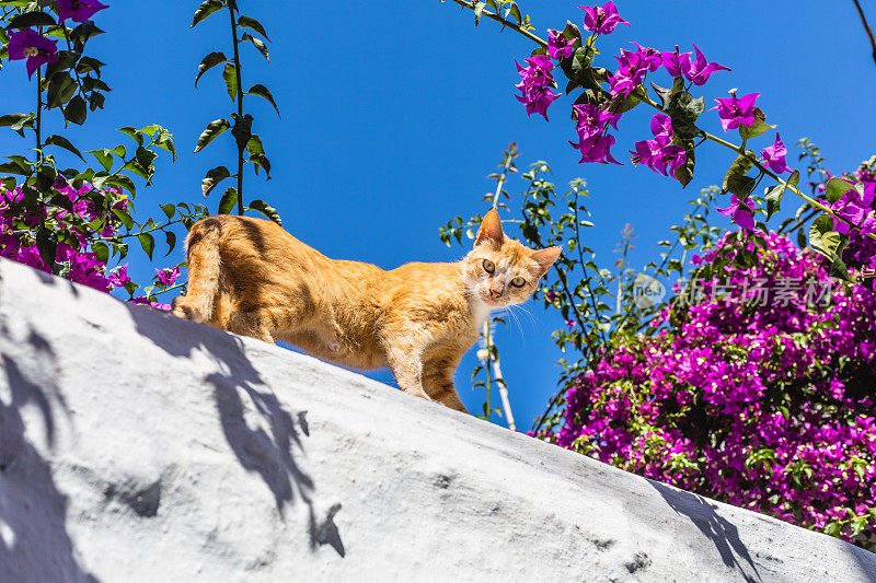 希腊米科诺斯墙上的流浪猫