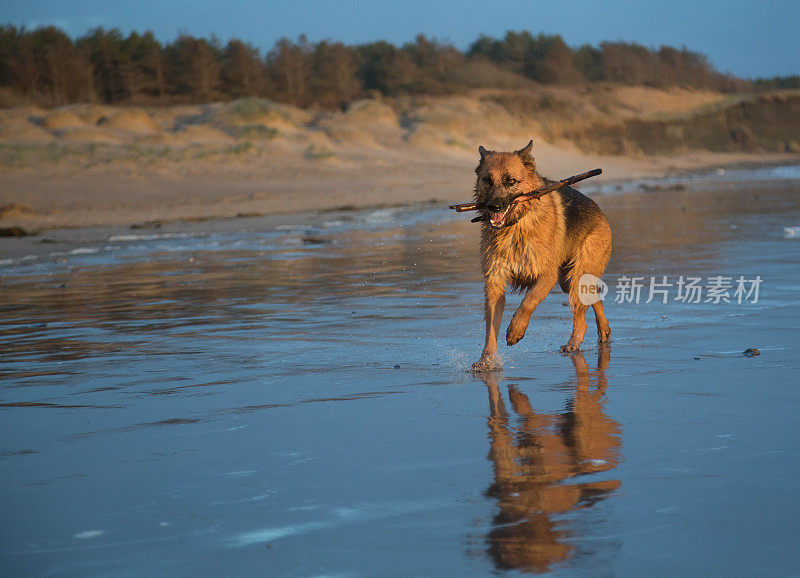 行动中的德国牧羊犬