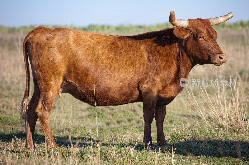 牧场上的红德克萨斯长角牛