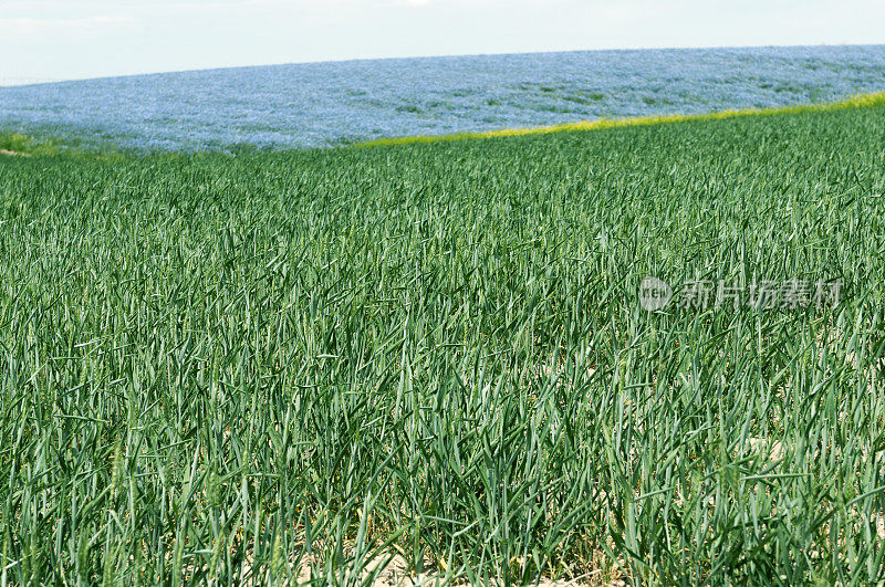 俄勒冈州农村春播的小麦和亚麻田