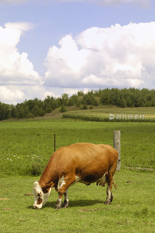 在一个美丽的夏日，根西岛的奶牛
