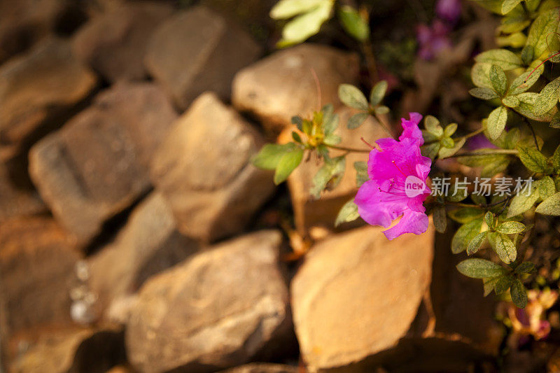 杜鹃花与岩缘