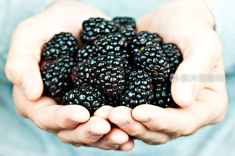 新鲜有机黑莓