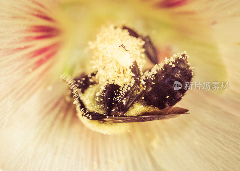大黄蜂在花中采集花粉