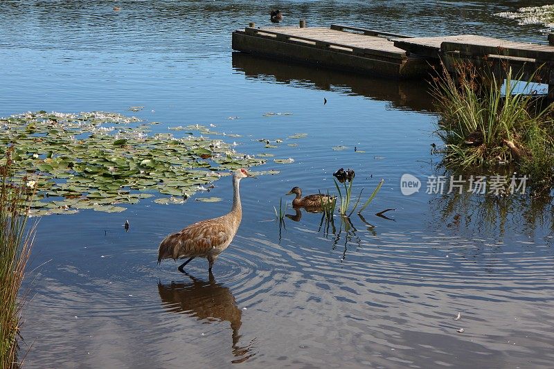 在浅水中涉水的沙丘鹤