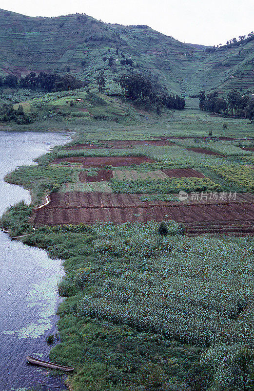 集约化耕作冲积土，在卢旺达北部省份拉克布雷拉