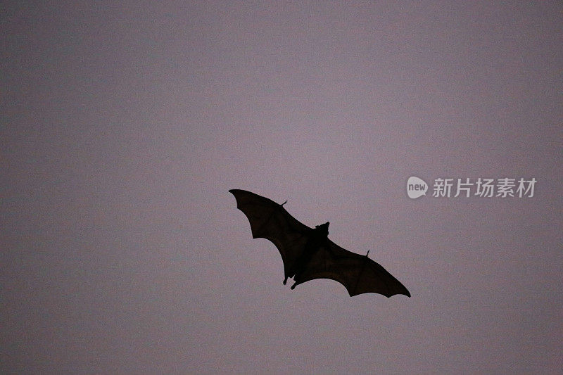印度尼西亚:巽他飞狐(蝙蝠)飞过卡隆岛