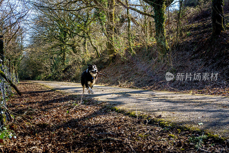 狗在绿树成荫的林间小路在英国的春天