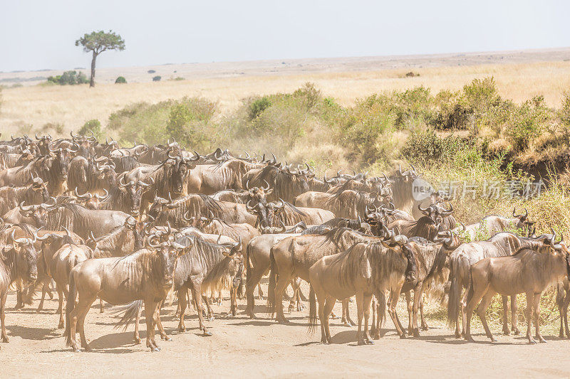 肯尼亚的角马大迁徙——在尘土中