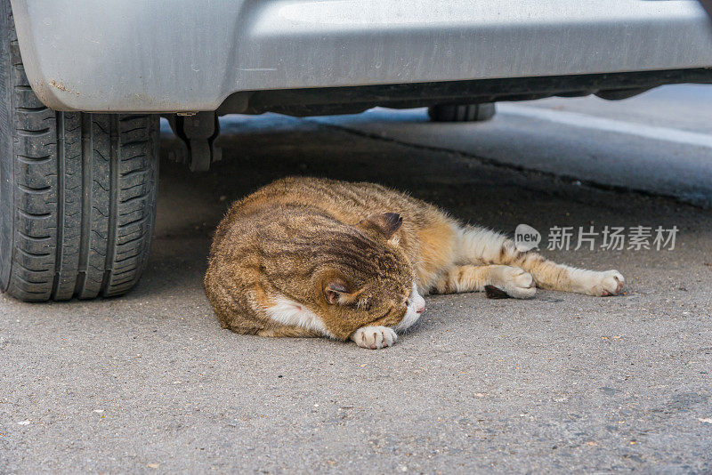 美丽的流浪猫在街上睡在车下