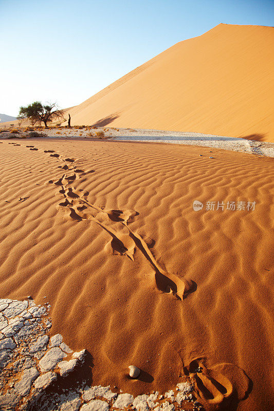 沙漠上的跳羚脚印