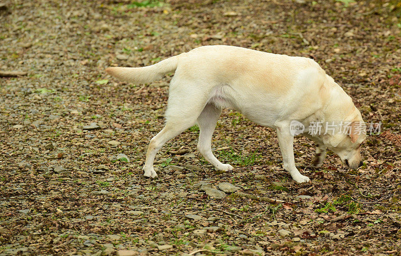 拉布拉多寻回犬