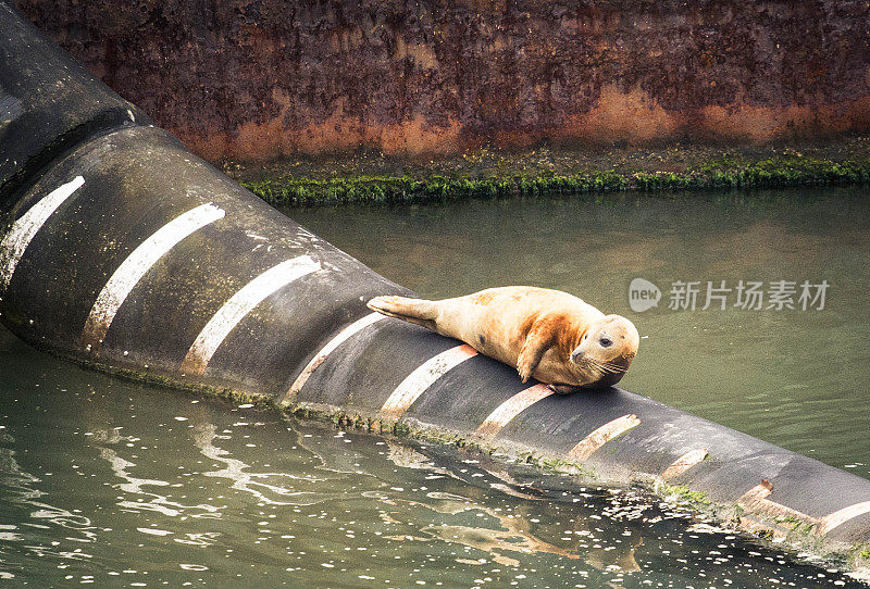 蜕皮灰色密封