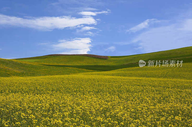 油菜花盛开在蓝天白云的田野上