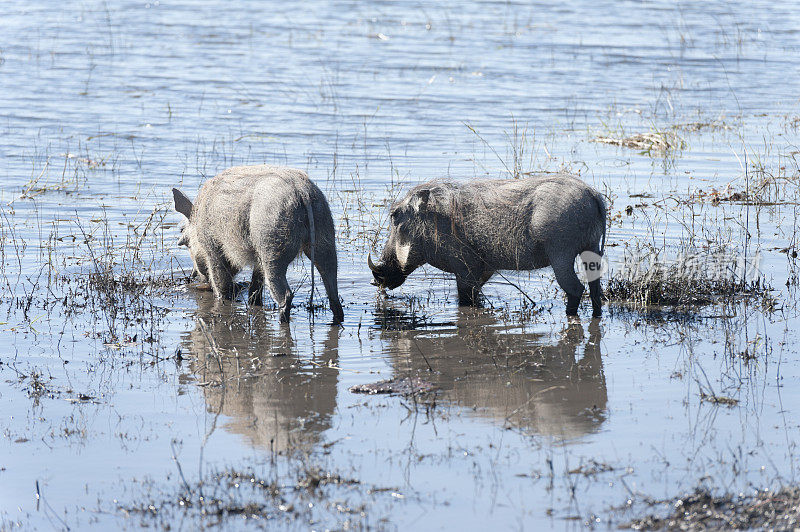 两只疣猪在喝水