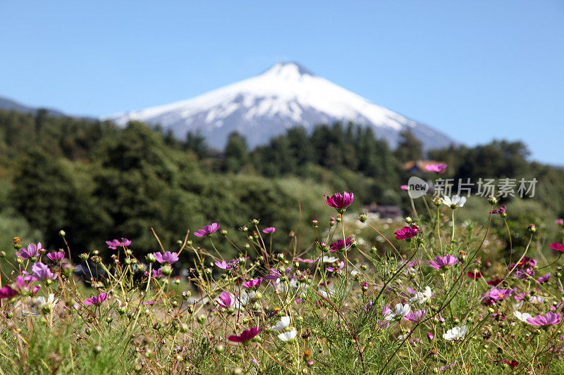 维拉里卡火山和花，普孔，智利