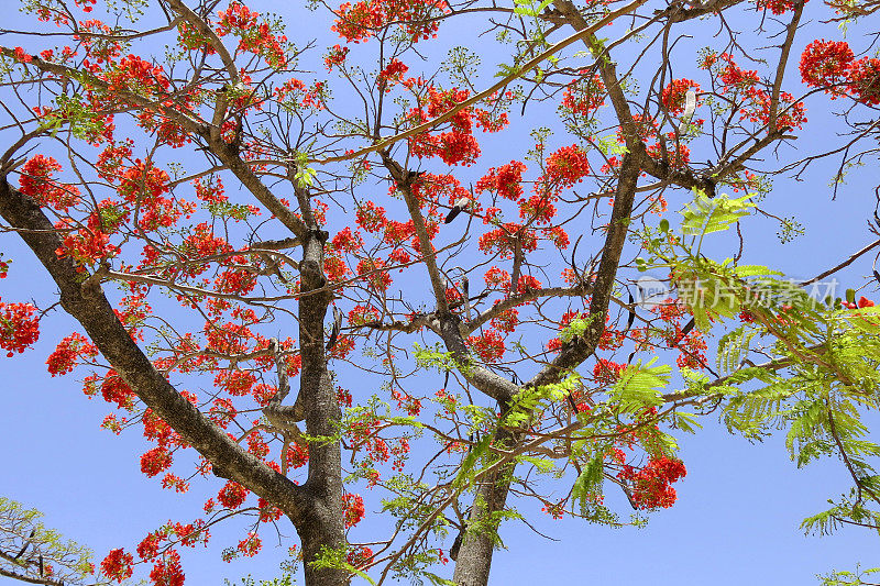 皇家Poinciana