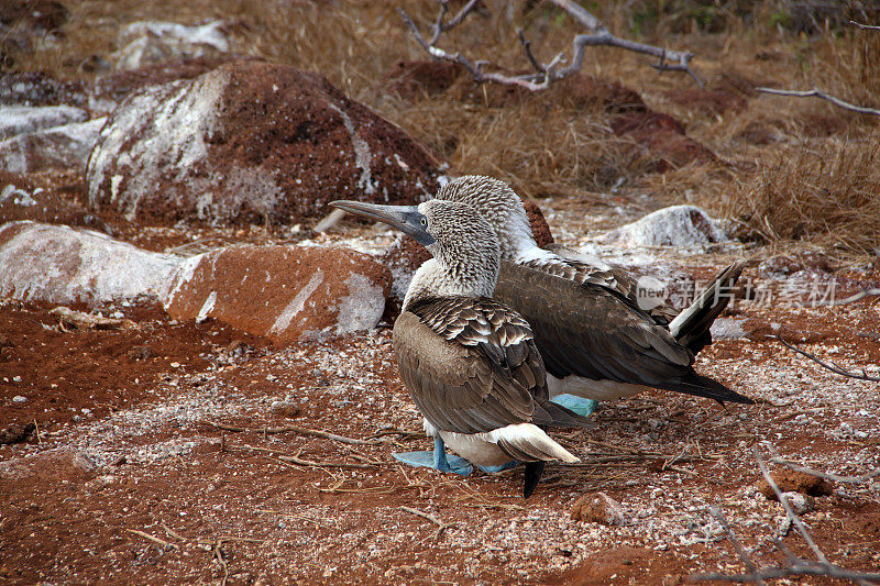 加拉帕戈斯:北西摩岛的蓝脚鲣鸟