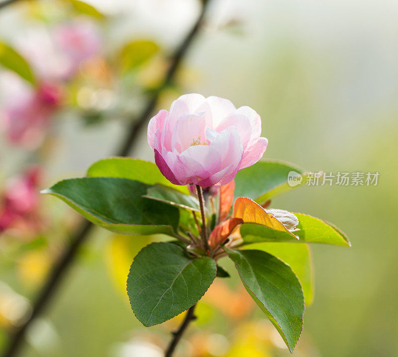 美丽的鲜花