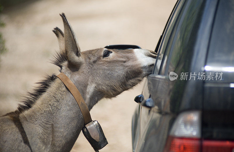 驴和汽车