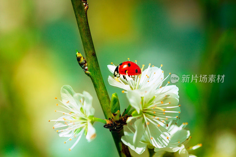 樱花上的瓢虫特写