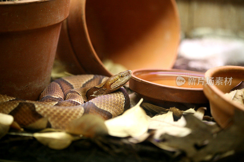 铜斑蛇