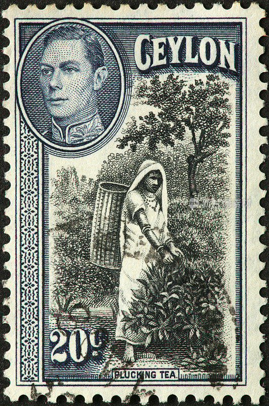 在锡兰(斯里兰卡)的旧邮票上采茶
