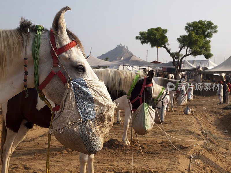 印度普什卡骆驼博览会上的马尔瓦里马