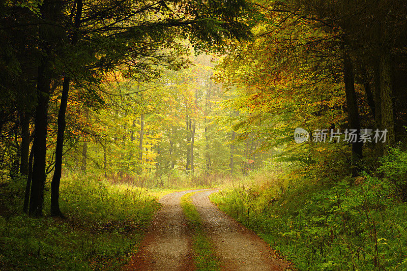 穿越混交林的秋季徒步小径