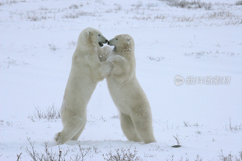 摔跤野生北极熊面对哈德逊湾马尼托巴加拿大