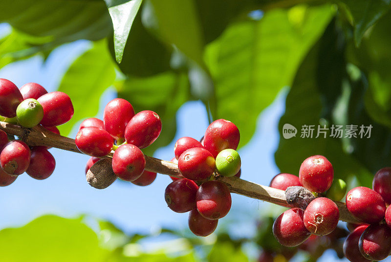 成熟的咖啡豆(樱桃)