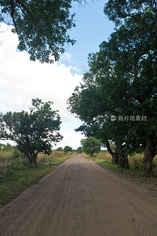 莫桑比克，楠普拉省，乡村公路上芒果树。