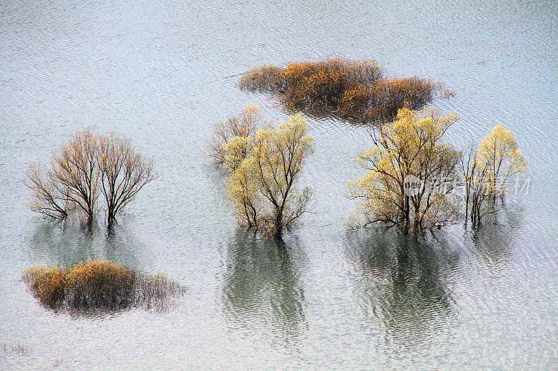 洪水中的树木，意大利