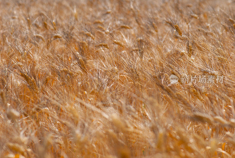 小麦背景