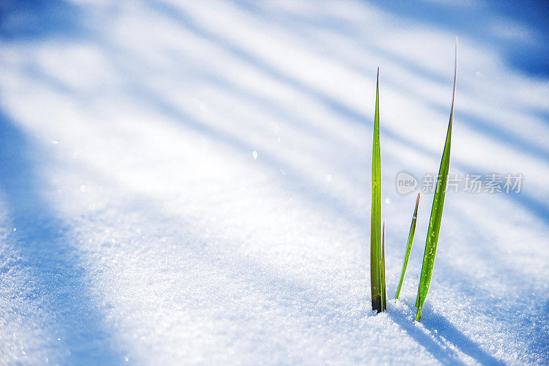 一丛小草从融化的雪中探出头来