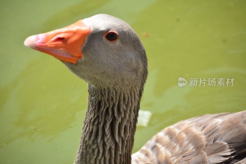 天鹅在水里