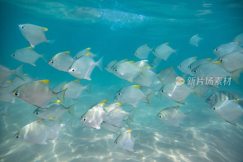 一群热带鱼。