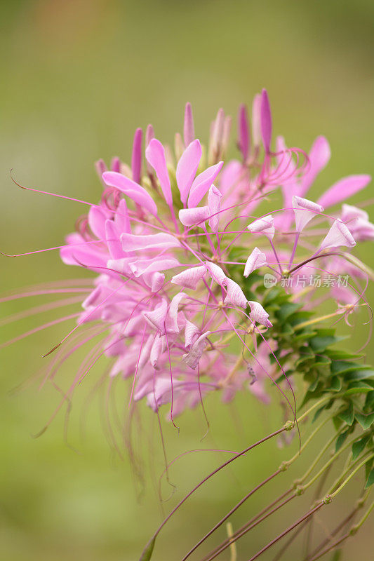 花蜘蛛