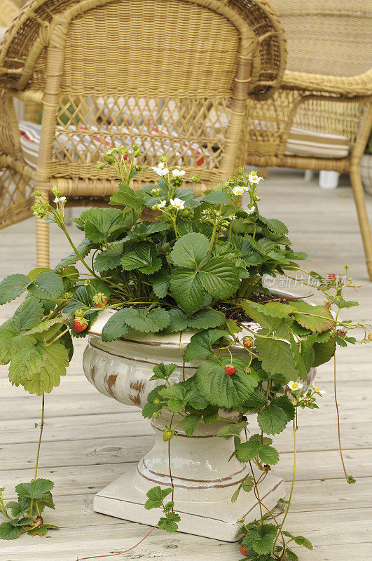 院子里的陶瓷花盆里种着草莓