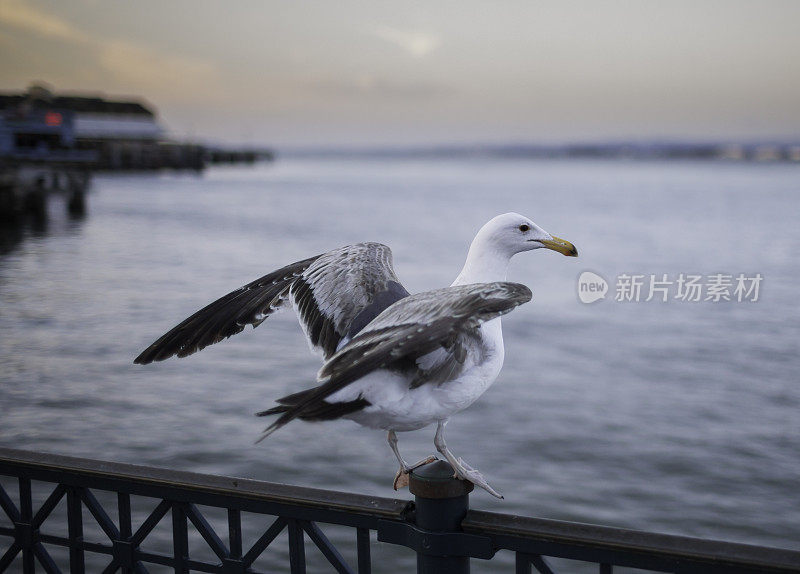 日落时分，海鸥即将起飞