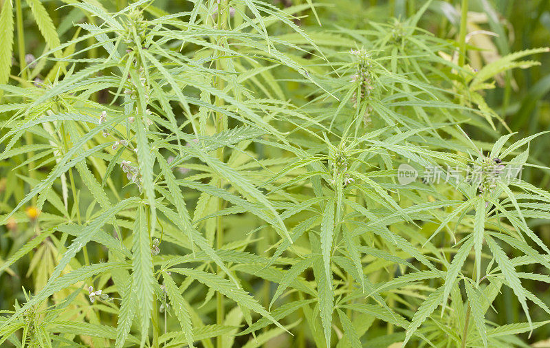 大麻(大麻sativa)雌花