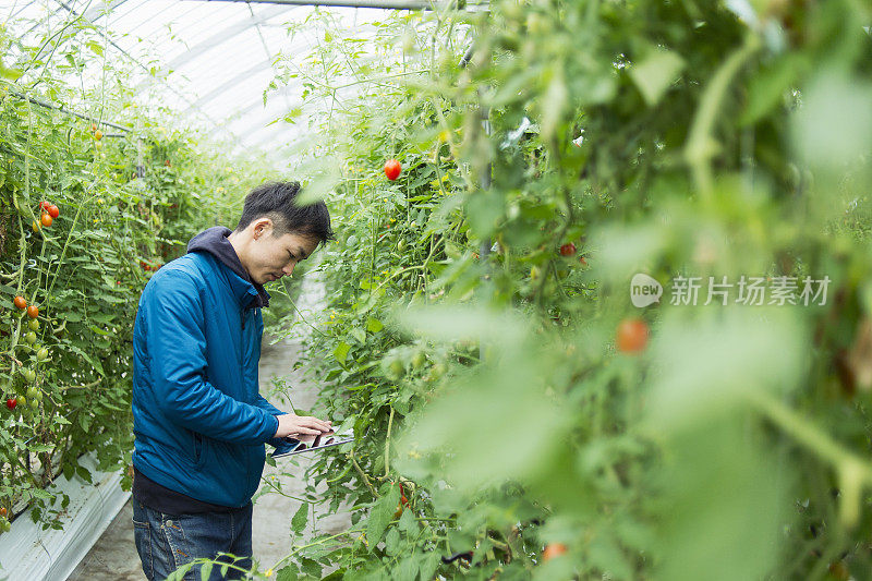 在温室中使用数字平板电脑的中年农民