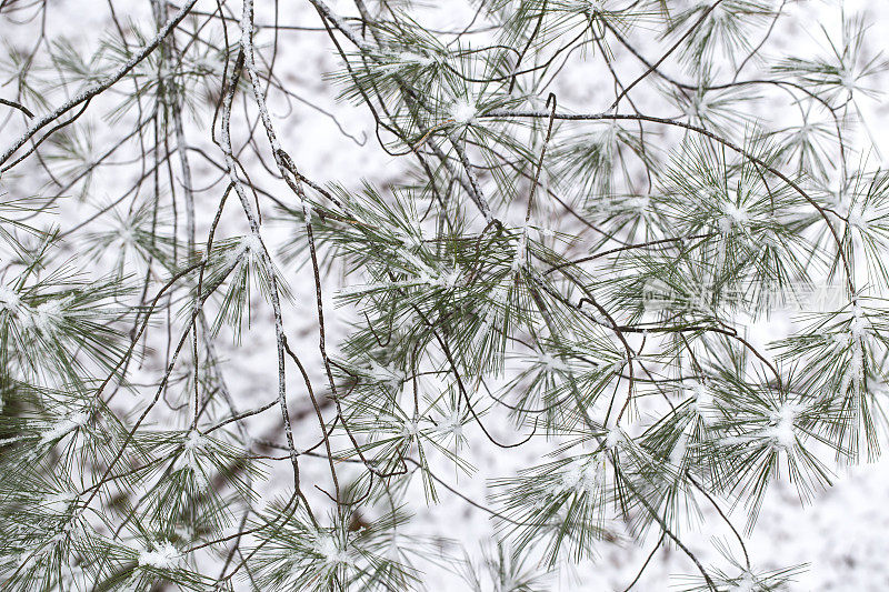 雪针