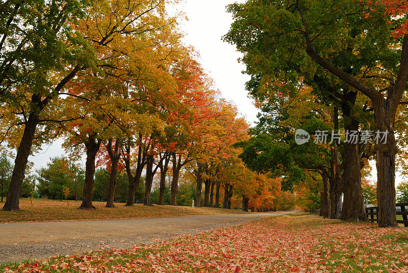 加拿大安大略省奥兰治村的秋色